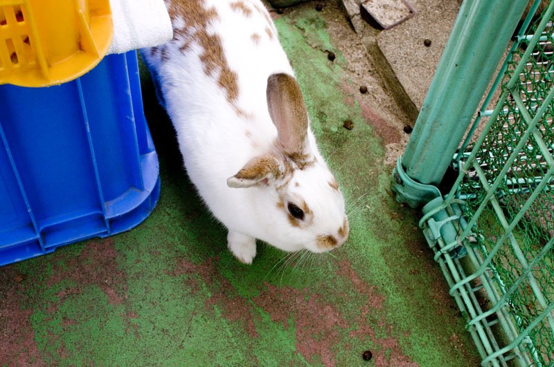 🌳 히몬야 공원(히몬야코엔) 이미지 9